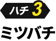 ハチ3 ミツバチ